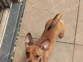 Beautiful female Jack Russel cross chihuahua