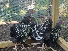 Silver laced wyandotte bantams
