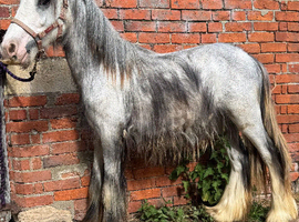 Ronnie yearling colt make 14.2hh