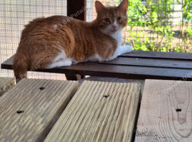 Male cat for sale