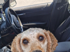 Benji for sale