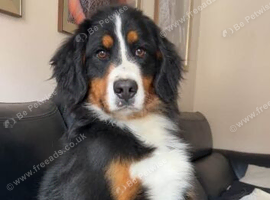 2 year old IKC FEMALE.
