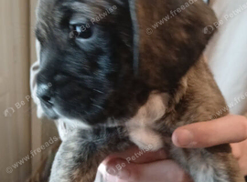 Frenchie x spinger