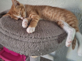 Female kitten