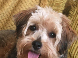 Yorkshire Terrier Looking for Loving Forever Homes