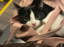 3 year old cat for loving home