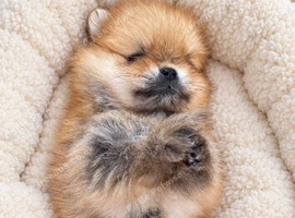 Pomeranian puppy's