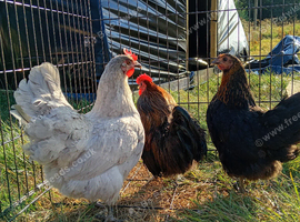 Wyandotte cross trio