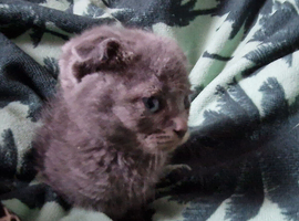 Kittens for sale Spynx and scottish fold x bengal