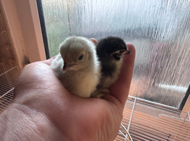 Lavender and black pekin bantam chicks