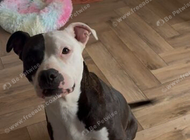 Beautiful 6 year old American bull dog
