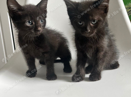 Kitten