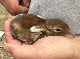 Baby Rex Bunny Doe Ready 14/8