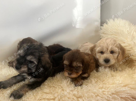 Cocka poo puppies for sale
