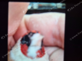 Genuine avery bred goldfinches available bred around June