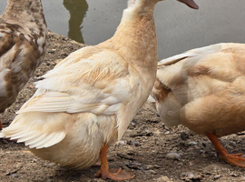 Ducks & Drakes