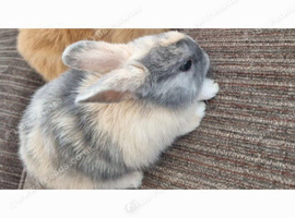 Baby bunnies