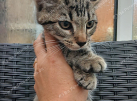 Bengal girl