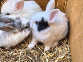 3 baby bunnies