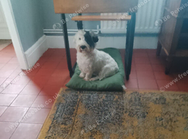 One great looking Sealyham Terrier