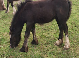 Black traditional cob filly
