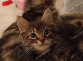 Male long haired domestic kitten