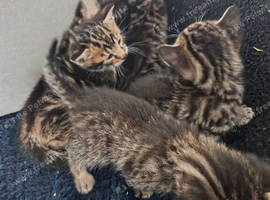5 Bengal cross kittens