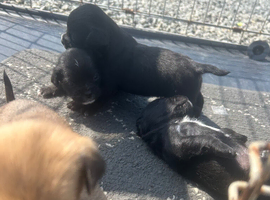 5 pug cross jack puppy&rsquo;s