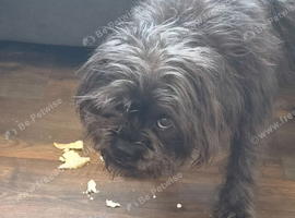 Dolly is a mixed breed