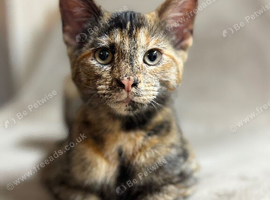 Beautiful 5 month-old Tortoiseshell kitten looking for a loving home!