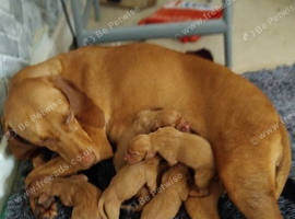 VIZLA pups for sale