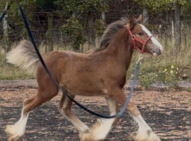 Adorable Bay Filly