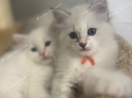 Health-Tested Pedigree Siberian & Neva Masquerade Kittens
