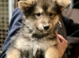 German Shepherd cross Husky Puppies