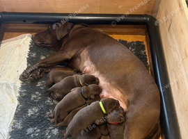 Chocolate kc Labrador puppies