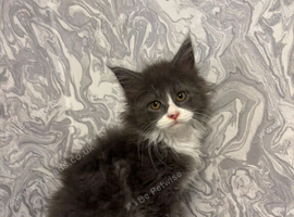 Maine Coon /Maine Coon Cross Kitten