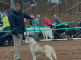 Siberian husky rising 2 years old