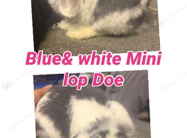 Mini lop Doe blue & white