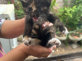 Beautiful tabbies