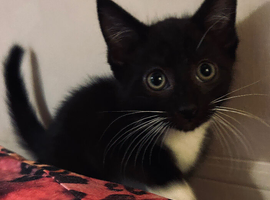 Kitten