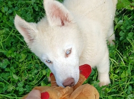 Siberian husky puppies