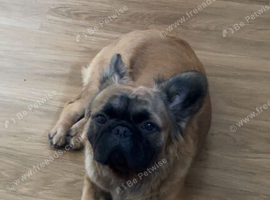 Fluffy frenchie