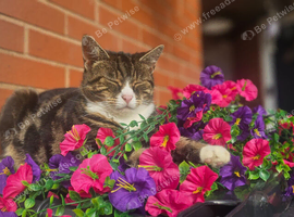 Cat needing a quiet loving home