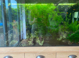 Fish tank & full set up