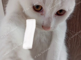 5 month turkish angora x persian mix white shorthair boy