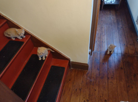 2 Ginger male kittens