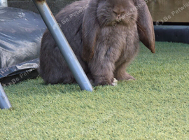 French lops