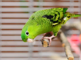 Lineolated parakeet