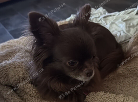 Beautiful chocolate chihuahua girl