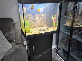 120 litre juwel tank with 2 fancy gold fish